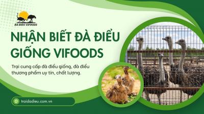 Cách Nhận Biết Con Giống Đà Điểu Chuẩn F1 Tại Vifoods