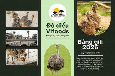 Cập nhật bảng giá đà điểu giống mới nhất 2026