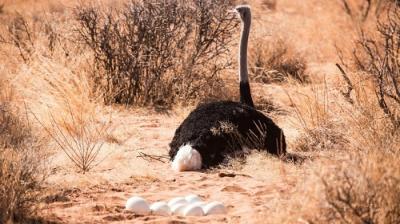 Khả năng giao phối của đà điểu Ostrich