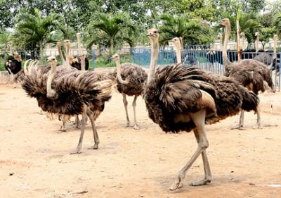 Kỹ thuật nuôi đà điểu từ sơ sinh đến 3 tháng tuổi