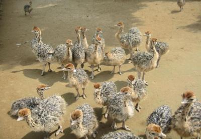 Một số chỉ tiêu kinh tế kỹ thuật của đà điểu nuôi tại Việt Nam