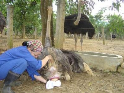 Quá trình nghiên cứu và phát triển chăn nuôi đà điểu ở Việt Nam