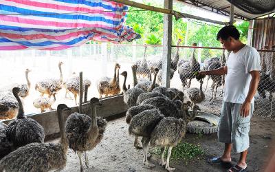 Trang trại đà điểu Vifarm đang có nhu cầu thu mua số lượng rất lớn về đà điểu thương phẩm với giá cao nhất