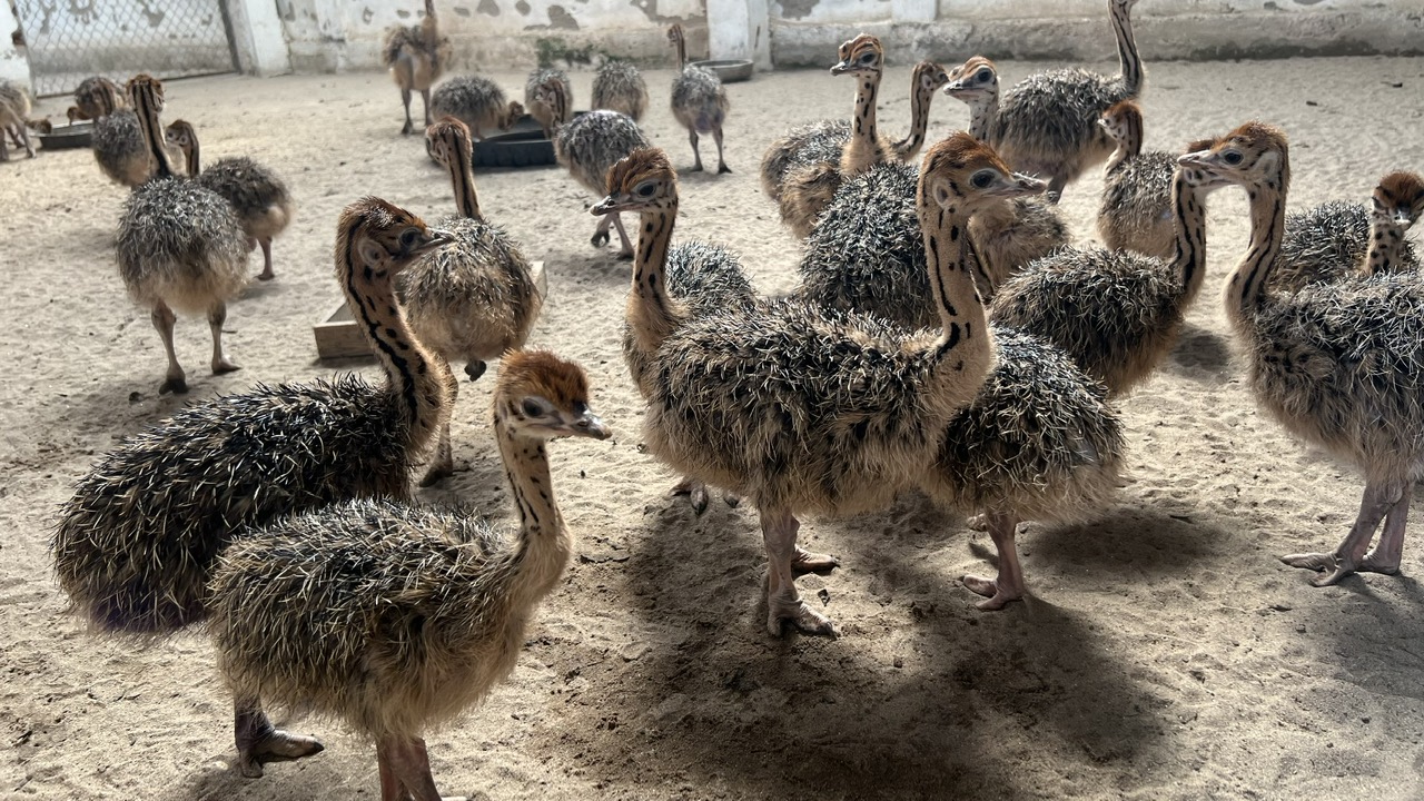 Đà Điểu giống - Đà Điểu Trung Kiên