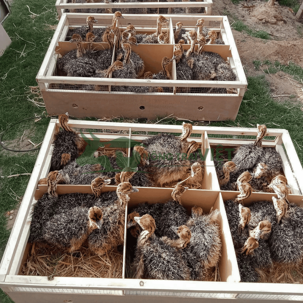 Các độ tuổi đà điểu giống tại Trại giống đà điểu Vifoods